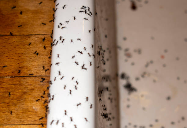 Trusted Crowley, LA Pest Control Experts